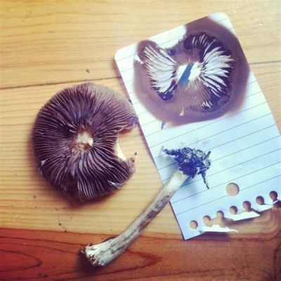 how to do a mushroom spore print and why mushrooms are crucial for the ecosystem